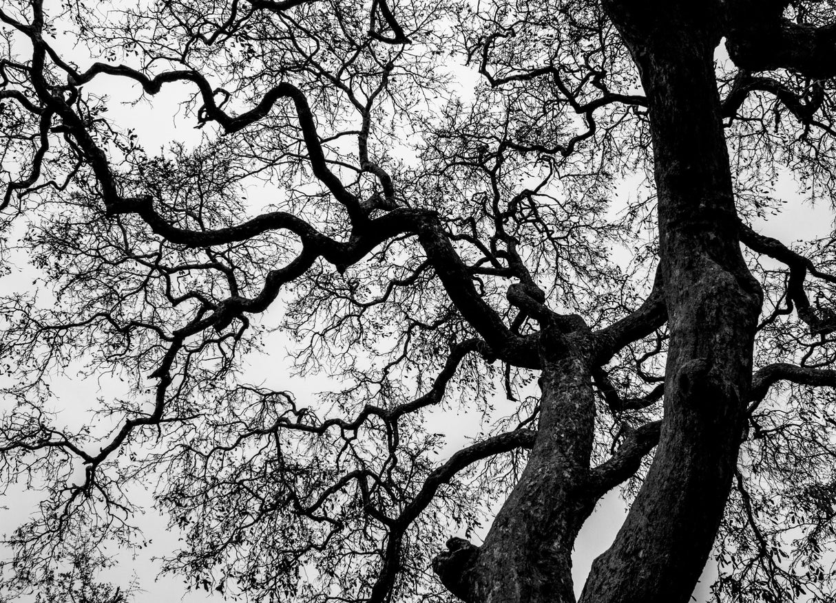 Abstract Tree Branches Poster och Canvastavla