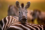 Zebra resting Poster och Canvastavla
