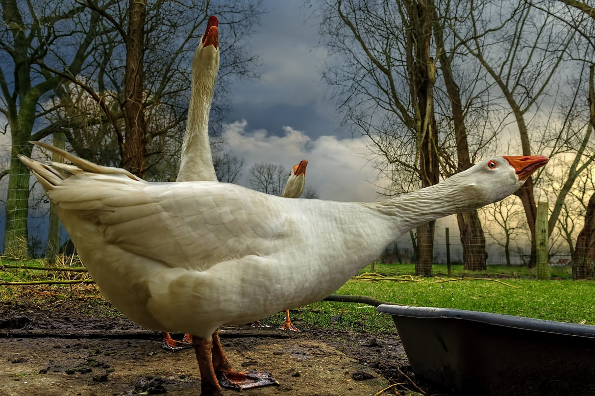 the 3 geese Poster och Canvastavla