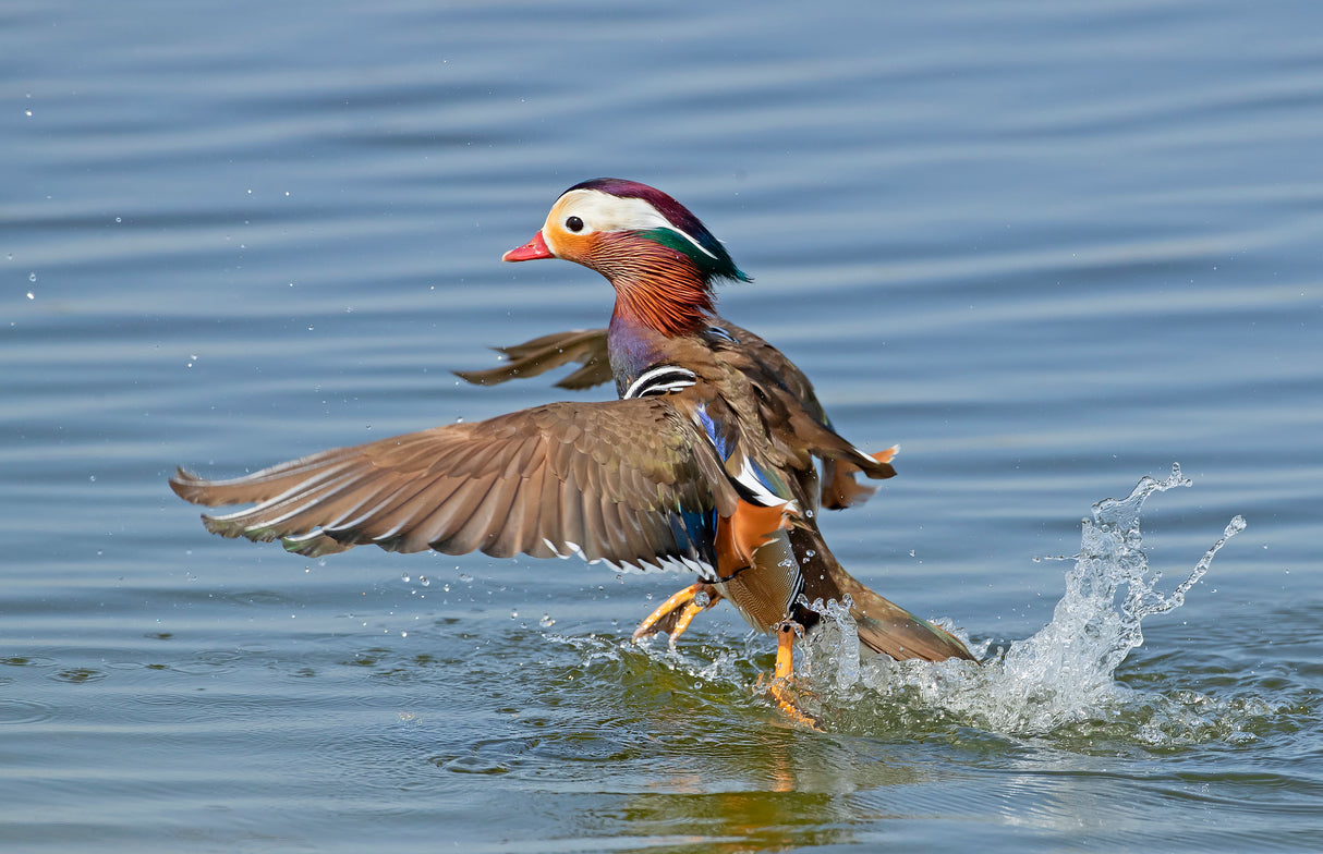 Walking on water Poster och Canvastavla