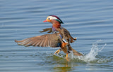Walking on water Poster och Canvastavla