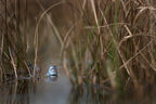 Two frogs Poster och Canvastavla