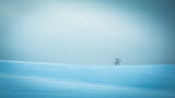 Winter in solitude Poster och Canvastavla