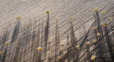 Dune Shadows Poster och Canvastavla