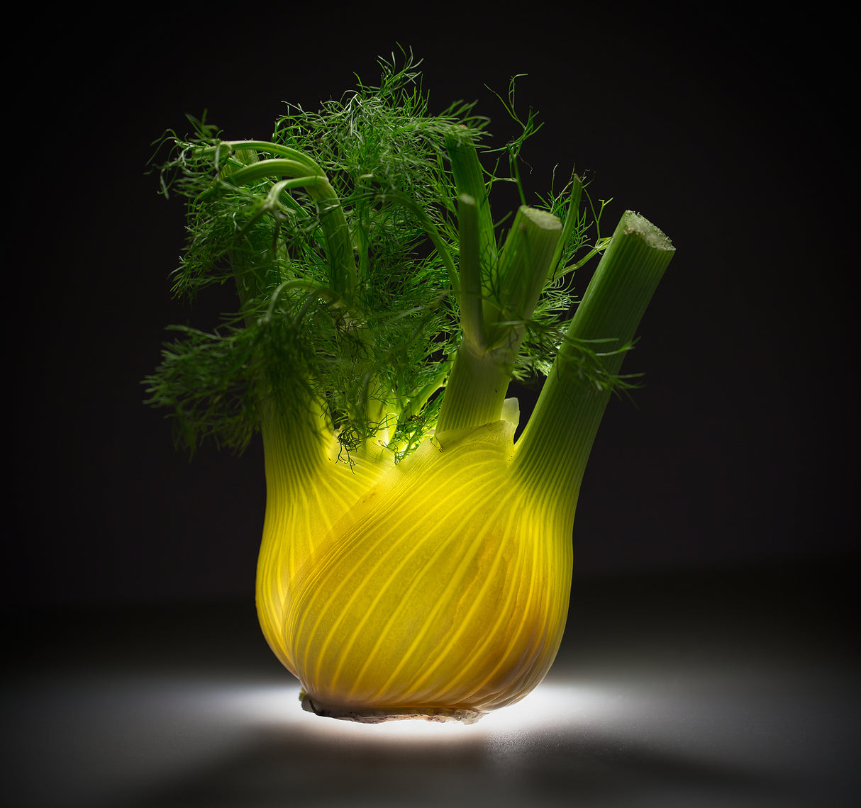 Fennel Poster och Canvastavla