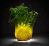 Fennel Poster och Canvastavla