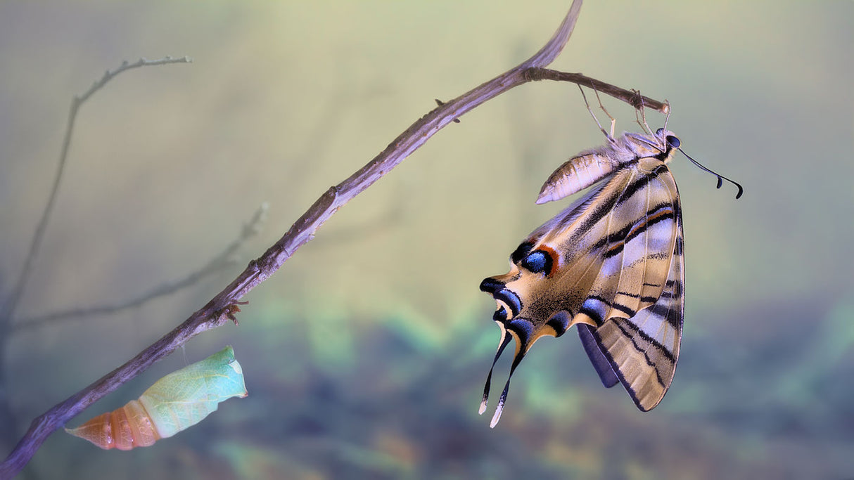 Birth of a swallowtail Poster och Canvastavla
