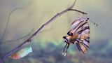Birth of a swallowtail Poster och Canvastavla