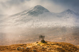 Lonely Highlander Poster och Canvastavla