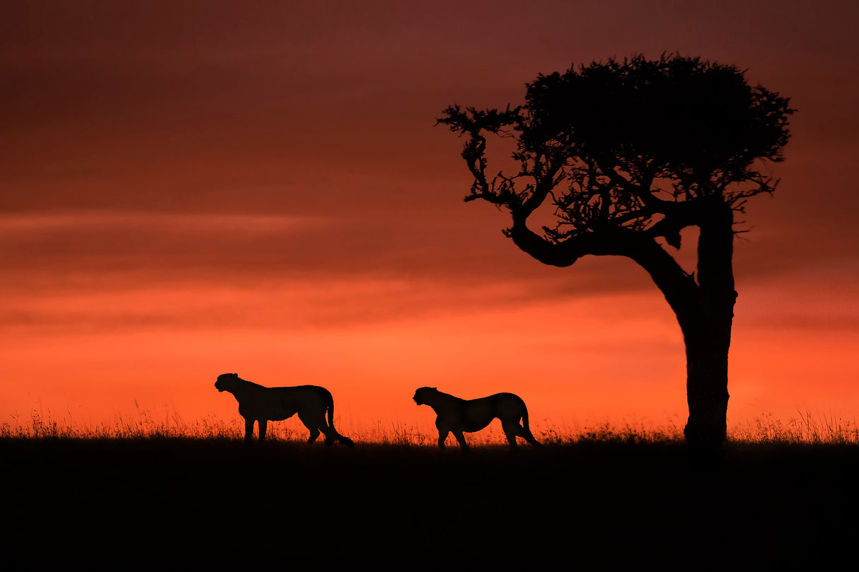 Cheetahs at dusk Poster och Canvastavla