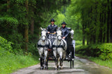 Lipizzaner pair with wedding carriage Poster och Canvastavla