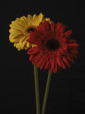 multicolored Gerbera flowers Poster och Canvastavla