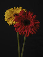 multicolored Gerbera flowers Poster och Canvastavla