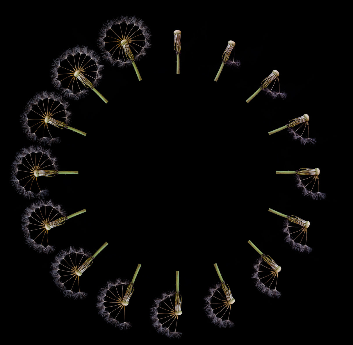 Clock Dandelion Poster och Canvastavla