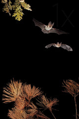 Bats and Halloween Poster och Canvastavla