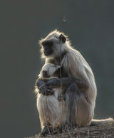 Safe In It's Mother's Arms Poster och Canvastavla