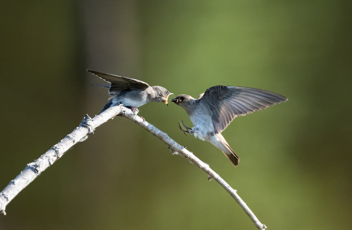 Feeding Poster och Canvastavla