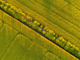 Through the fields Poster och Canvastavla