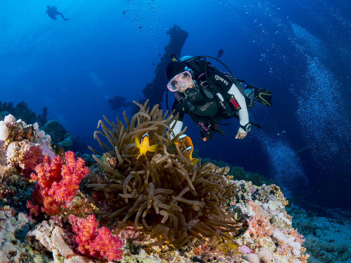 Anemone and a diver Poster och Canvastavla