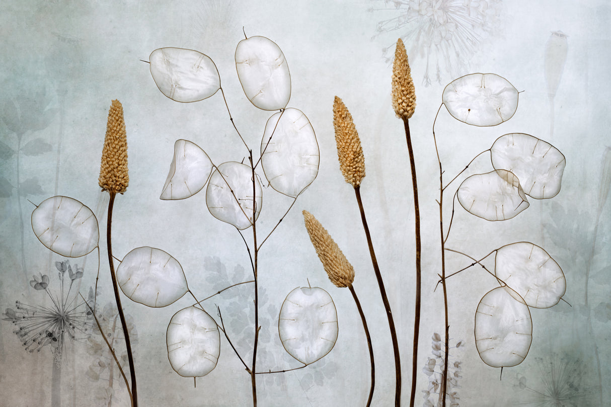Lunaria Poster och Canvastavla