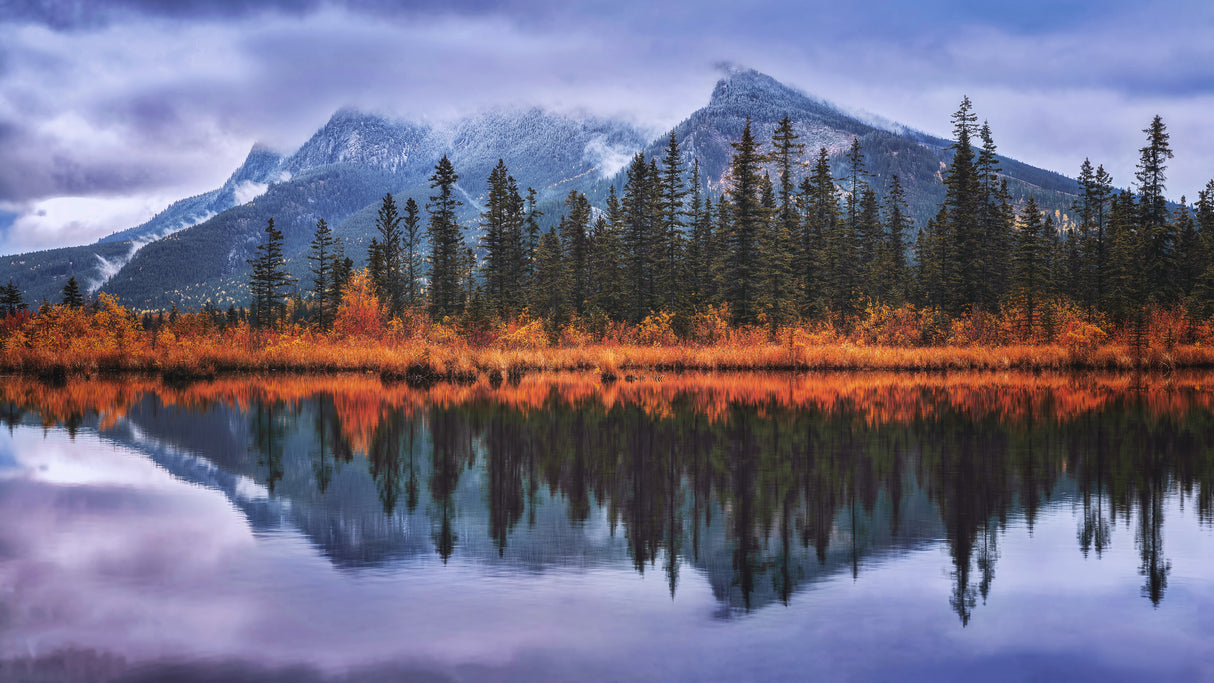 Fall colors in Banff Poster och Canvastavla
