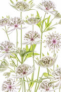 .Astrantia. Poster och Canvastavla