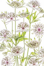 .Astrantia. Poster och Canvastavla
