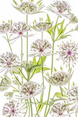 .Astrantia. Poster och Canvastavla