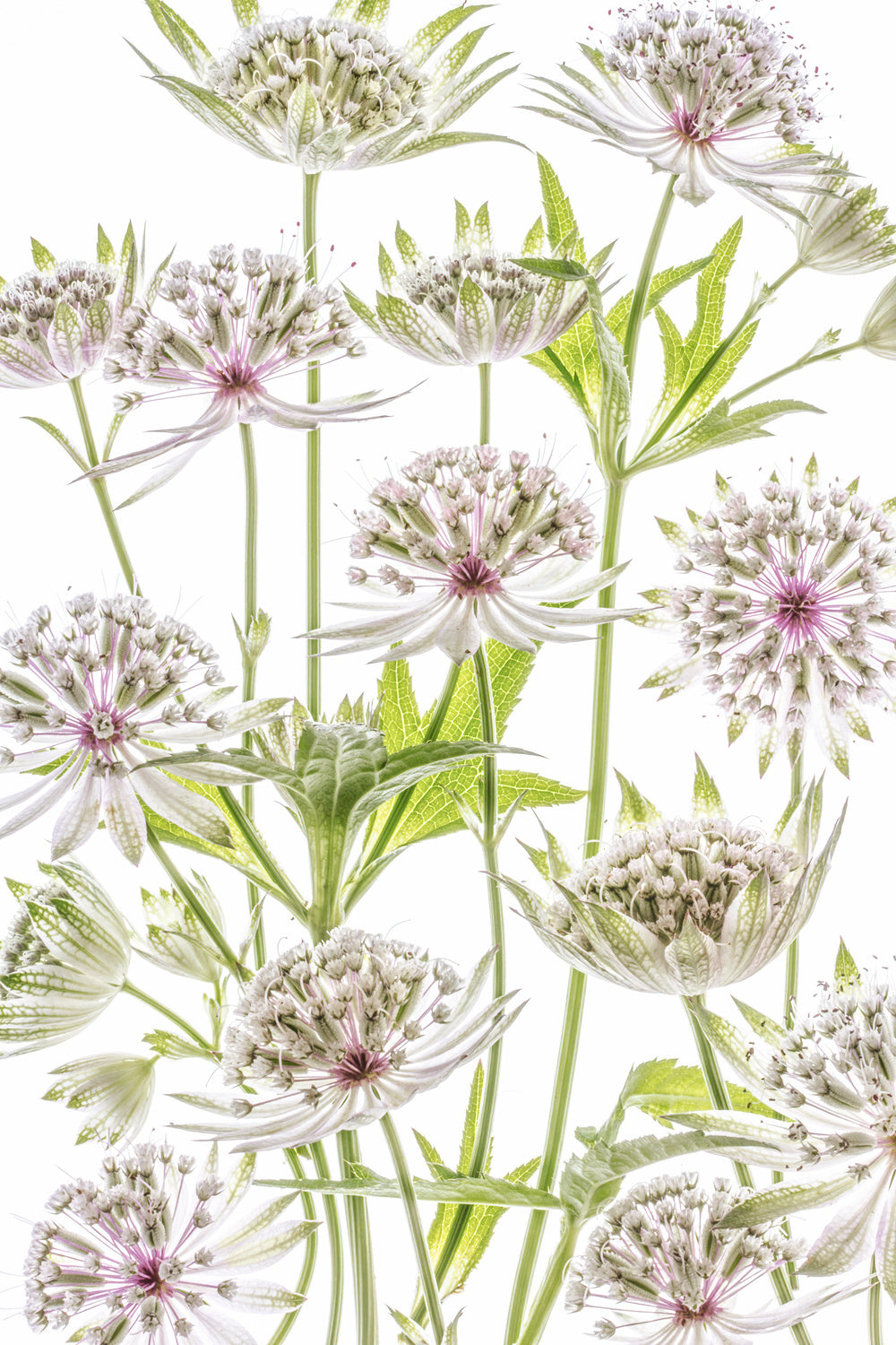 .Astrantia. Poster och Canvastavla