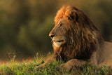 Male lion watching sunrise in Masai Mara Poster och Canvastavla