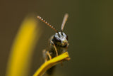 The look of the wild bee. Poster och Canvastavla