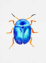 Blue leaf beetle or Colaphus sophiae Poster och Canvastavla