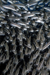 stripped eels Poster och Canvastavla