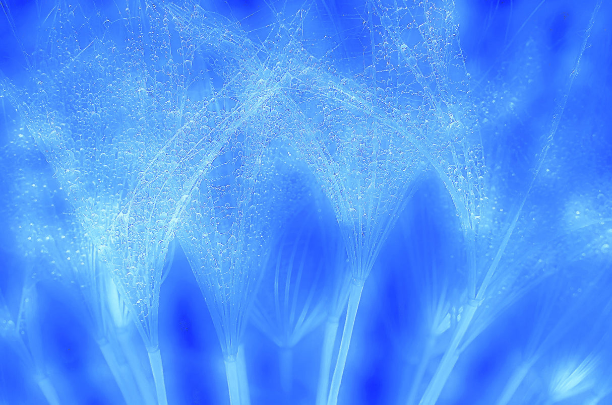 The dance of achenes... Poster och Canvastavla