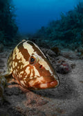 Sleeping grouper Poster och Canvastavla