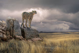 CheetahView Poster och Canvastavla