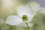 Cornus Kousa Miss Satomi Poster och Canvastavla