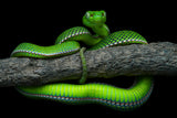 Trimeresurus vogeli Poster och Canvastavla