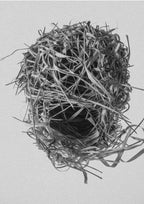 Weavers Nest Poster och Canvastavla