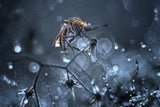 Tiger Mosquito Poster och Canvastavla