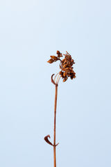 Dried brown plant_1 Poster och Canvastavla