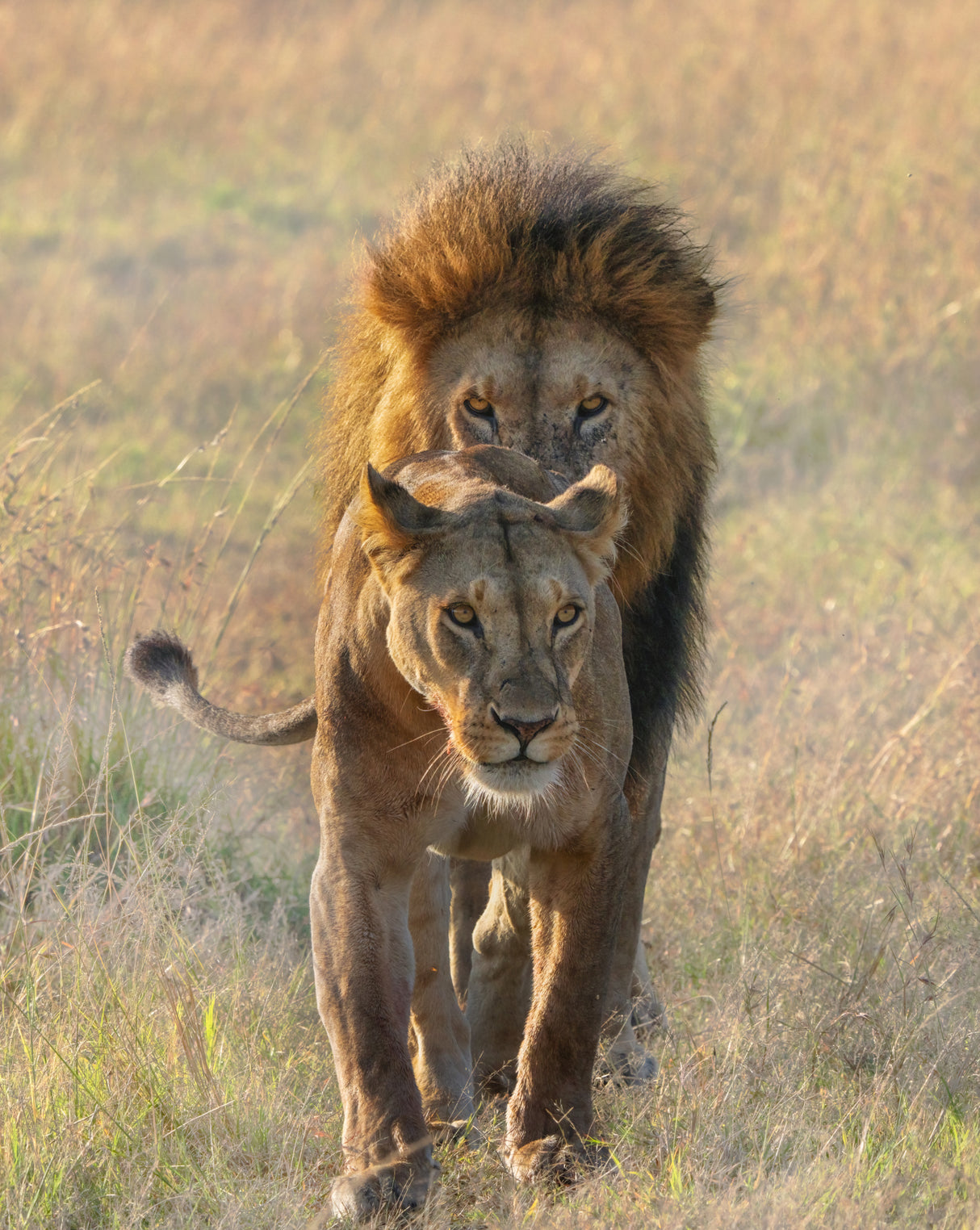 A Pair of Lions Poster och Canvastavla