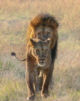 A Pair of Lions Poster och Canvastavla