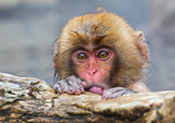 Shy Little Monkey Poster och Canvastavla