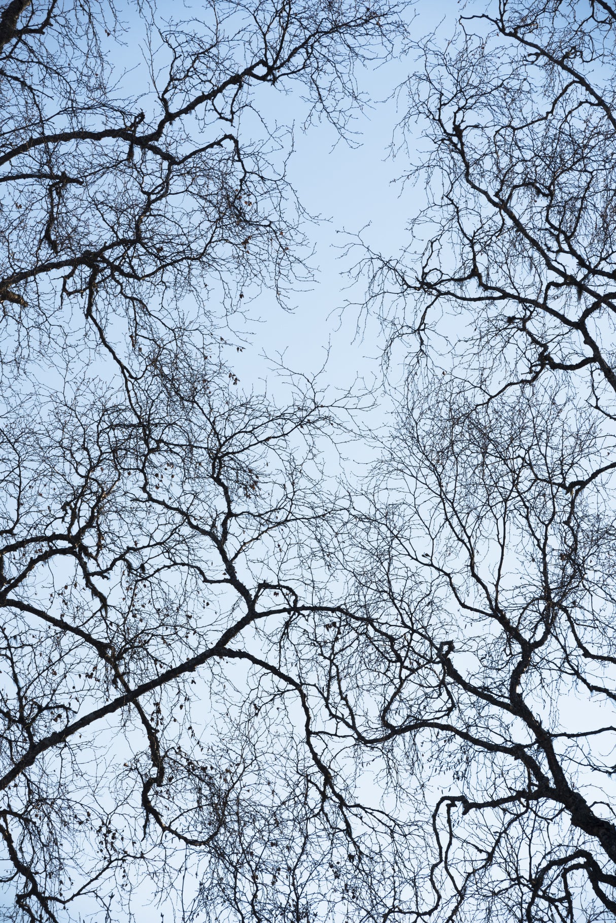 Abstract Tree Poster och Canvastavla