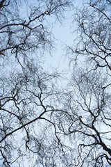 Abstract Tree Poster och Canvastavla