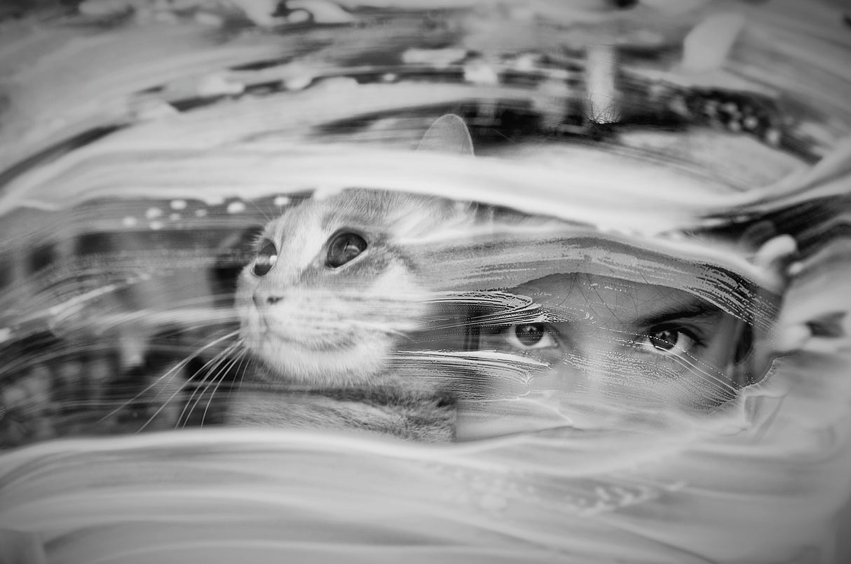 cat and girl Poster och Canvastavla