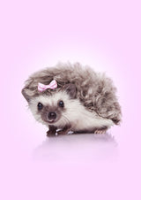 Curvy Hedgehog Poster och Canvastavla