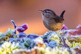 Wren in the ice Poster och Canvastavla