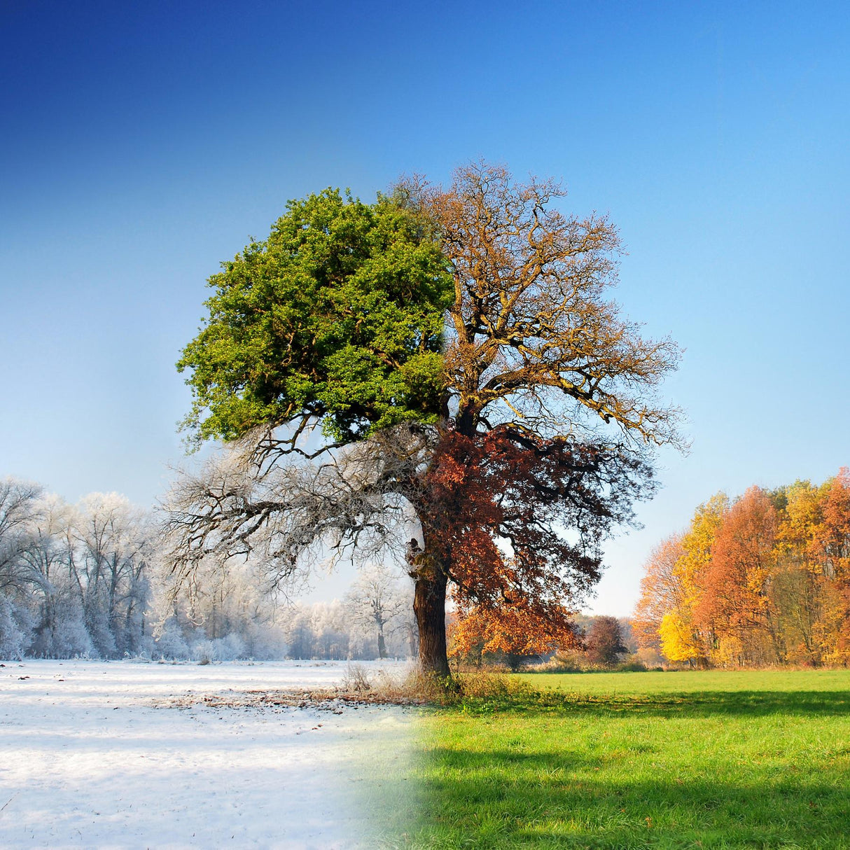 4 seasons Poster och Canvastavla